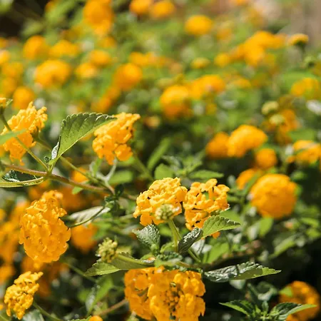 La Verbena Tanaunella